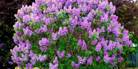 Lilac v krajinném designu - jak krásné je zasadit do letní chaty